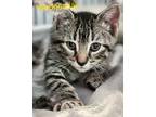 Adopt Wednesday a Domestic Shorthair / Mixed (short coat) cat in Cambridge
