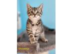 Adopt Smoochie a Domestic Shorthair / Mixed (short coat) cat in Cambridge