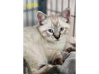 Adopt Willis a Siamese / Mixed (short coat) cat in Cambridge, MD (41551984)