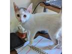 Adopt Pierogi24 a Domestic Shorthair / Mixed (short coat) cat in Youngsville