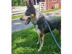 Adopt Bruce a Mixed Breed (Medium) / Mixed dog in SHELBY TOWNSHIP, MI (41551983)