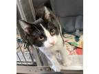 Adopt Jr. 2/2 a Domestic Shorthair / Mixed (short coat) cat in Detroit