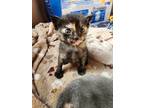 Adopt Morley 3/6 a Domestic Shorthair / Mixed (short coat) cat in Detroit