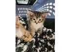 Adopt Heidi AKA MISSY a Domestic Shorthair / Mixed (short coat) cat in Detroit