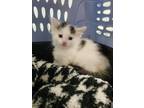Adopt Holly AKA MISSY a Domestic Mediumhair / Mixed (short coat) cat in Detroit