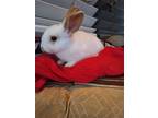 Adopt Sammi a Other/Unknown / Mixed (short coat) rabbit in Scotts Valley