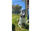 Adopt Coconut a Siberian Husky / Mixed dog in Newberg, OR (41551959)