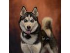 Adopt Eden a Siberian Husky / Mixed dog in Newberg, OR (41551956)