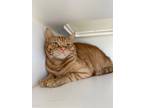 Adopt Mango a Domestic Shorthair / Mixed (short coat) cat in Newberg