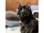 Adopt Jojo a Domestic Shorthair / Mixed (short coat) cat in Newberg