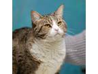 Adopt Tabby a Domestic Shorthair / Mixed (short coat) cat in Newberg