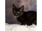 Adopt Lucy @PetSmart Hillsboro a Domestic Shorthair / Mixed (short coat) cat in
