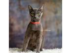 Adopt Jezebel a Domestic Shorthair / Mixed (short coat) cat in Newberg