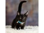 Adopt Elvis @PetSmart Hillsboro a Domestic Shorthair / Mixed (short coat) cat in