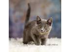 Adopt Hazel @PetSmart Hillsboro a Domestic Shorthair / Mixed (short coat) cat in