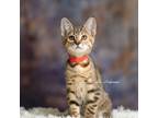 Adopt Aida @PetSmart HIllsboro a Domestic Shorthair / Mixed (short coat) cat in