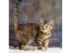 Adopt Millie @PetSmart Hillsboro a Domestic Shorthair / Mixed (short coat) cat