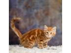 Adopt Goldie a Domestic Mediumhair / Mixed (short coat) cat in Newberg