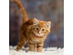 Adopt Minnie a Domestic Mediumhair / Mixed (medium coat) cat in Newberg