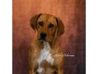 Adopt Jenny a Hound (Unknown Type) / Mixed Breed (Medium) / Mixed dog in