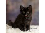 Adopt Daffy @PetSmart Hillsboro a Domestic Mediumhair / Mixed (short coat) cat