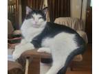 Adopt Buddy a Domestic Shorthair / Mixed (short coat) cat in St.