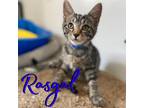 Adopt Rasgal a Domestic Shorthair / Mixed (short coat) cat in Hillsboro