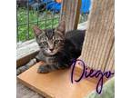 Adopt Diego a Domestic Shorthair / Mixed (short coat) cat in Hillsboro