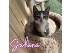 Adopt Sakana a Domestic Shorthair / Mixed (short coat) cat in Hillsboro
