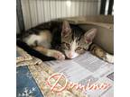 Adopt Domino a Domestic Shorthair / Mixed (short coat) cat in Hillsboro