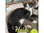 Adopt Heidi a Domestic Shorthair / Mixed (short coat) cat in Hillsboro