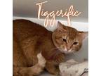 Adopt Tiggerific a Domestic Shorthair / Mixed (short coat) cat in Hillsboro