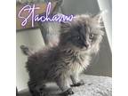 Adopt Stachamo a Domestic Longhair / Mixed (long coat) cat in Hillsboro