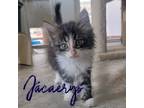 Adopt Jacaerys (Jace) a Domestic Shorthair / Mixed (short coat) cat in