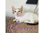 Adopt Rhaena a Domestic Shorthair / Mixed (short coat) cat in Hillsboro