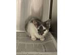 Adopt Kit a American Shorthair / Mixed (short coat) cat in WILSON, NC (41551931)