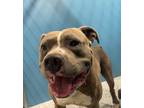 Adopt Brutus a Gray/Silver/Salt & Pepper - with White American Pit Bull Terrier