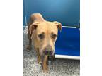 Adopt Peeves a American Pit Bull Terrier / Mixed dog in WILSON, NC (41541335)