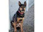 Adopt Riley a Shepherd (Unknown Type) / Mixed dog in Boone, IA (41551921)
