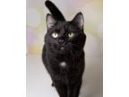 Adopt Knight a Domestic Shorthair / Mixed (short coat) cat in Boone