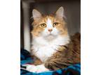Adopt Rockstar bonded with Freska a Domestic Longhair / Mixed (short coat) cat