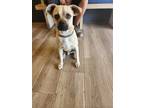 Adopt Luffy a Mixed Breed (Medium) / Pug / Mixed dog in San Diego, CA (41551916)