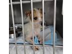 Adopt Rudy a Mixed Breed (Medium) / Mixed dog in San Diego, CA (41551914)