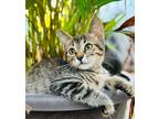 Adopt Jellybean a Domestic Shorthair / Mixed (short coat) cat in San Diego
