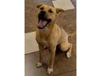 Adopt Reba a Labrador Retriever / German Shepherd Dog / Mixed dog in Mocksville
