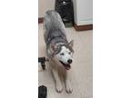Adopt Reece(Blue) a Husky / Mixed dog in Mocksville, NC (41551909)