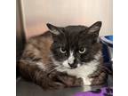 Adopt trixie a Domestic Shorthair / Mixed (short coat) cat in Ocala
