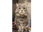 Adopt penny a Domestic Mediumhair / Mixed (short coat) cat in Ocala