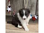 Border Collie Puppy for sale in Guffey, CO, USA