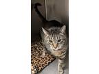 Adopt copper a Domestic Shorthair / Mixed (short coat) cat in Ocala